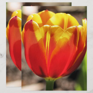 Papier à papier à scandale Fleur Tulipe Jaune Fier