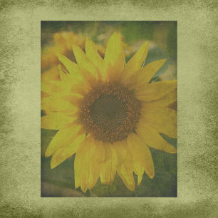 Papier à scandale de tournesol de l'automne Aura