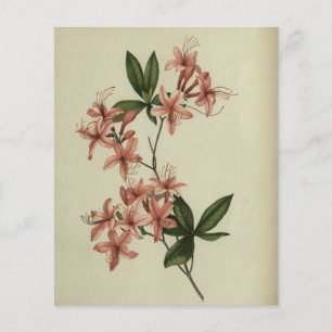 Papier à scandale pour étude Rhododendron