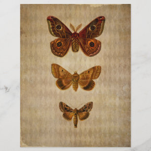 Papier à scandale Vintage Brown Moths