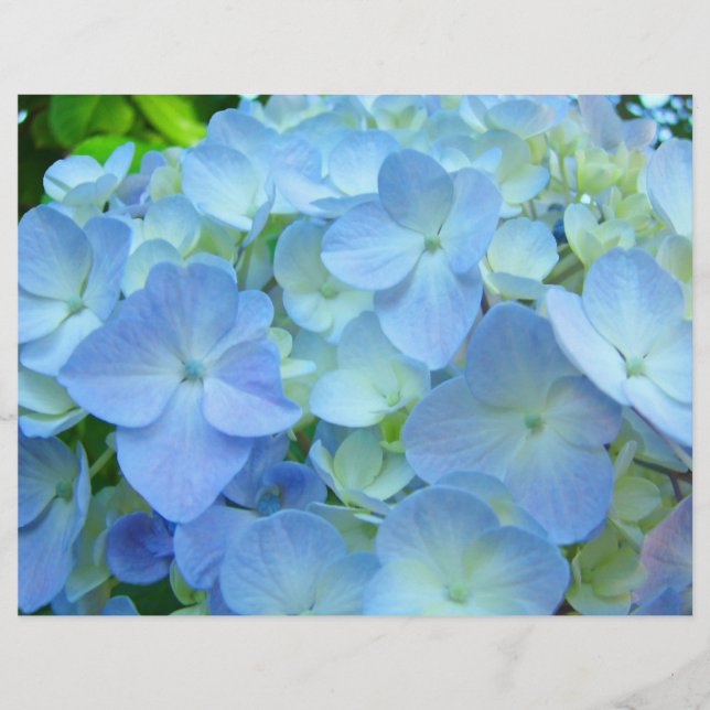 Papier à thème Scrapbooking Fleurs d'hortensia ble (Devant)