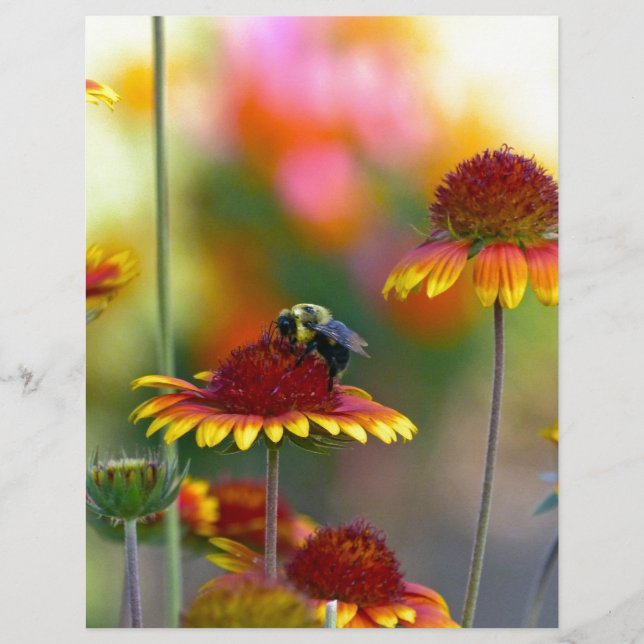 Papier Abee sur Gaillardia (Devant)