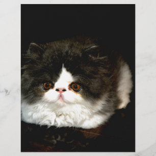 Papier Adorable chaton noir et blanc animal de compagnie
