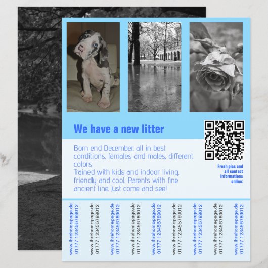 Papier Affiche de chiots à vendre avec QR code (Devant / Derrière)