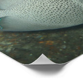 Papier Affiche (Semi-Brilant) Poisson-Ange Gris (Coin)