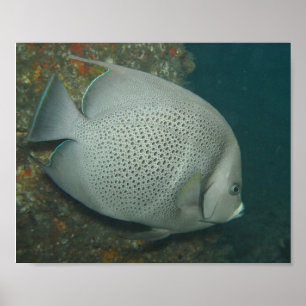 Papier Affiche (Semi-Brilant) Poisson-Ange Gris