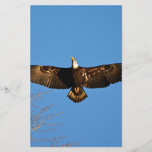 Papier Aigle à tête blanche (Devant)
