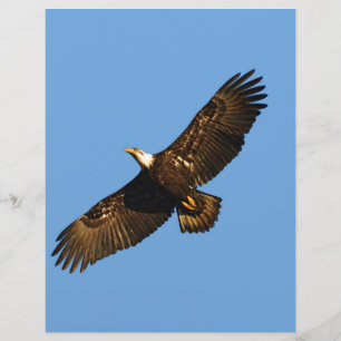 Papier Aigle à tête blanche