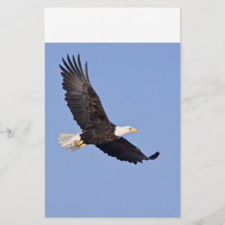 Papier Aigle à tête blanche américaine