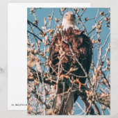 Papier Aigle à tête blanche américaine (Devant / Derrière)