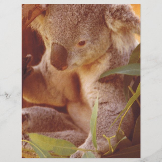 Papier Amour de Koala (Devant)