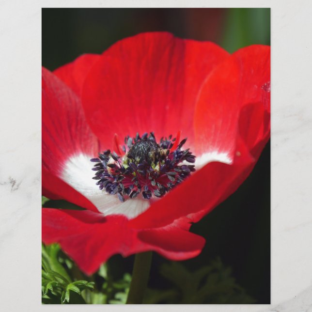 Papier Anéone rouge.JPG (Devant)