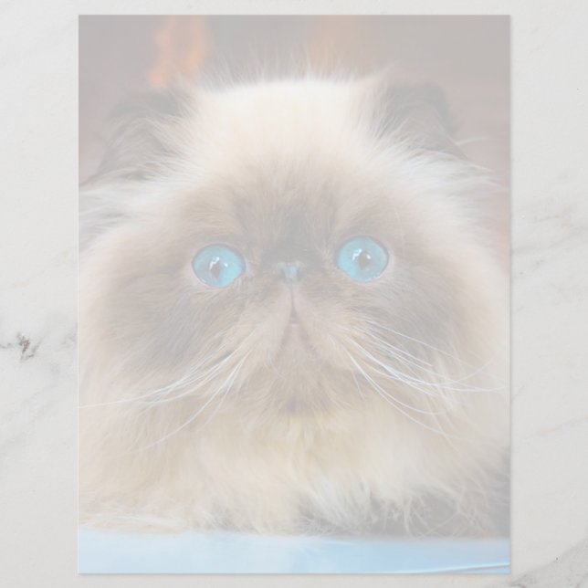 Papier Animaux Bébés les Plus Mignons | Chat Himalayen (Devant)