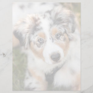Papier Animaux Bébés les Plus Mignons Chiots Berger Aus