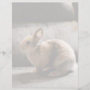 Papier Animaux Bébés les Plus Mignons Lapin Nain Néerla