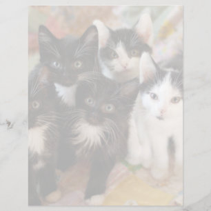 Papier Animaux de bébés cutest Chatons noirs et blancs