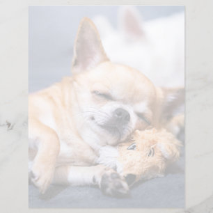 Papier Animaux de bébés cutest Chihuahua Chig aux cheve