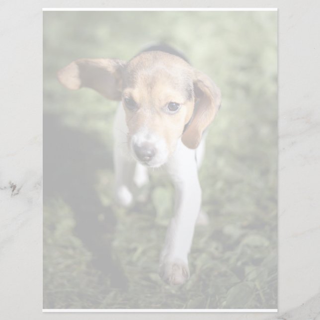 Papier Animaux de bébés cutest | Chiot Beagle (Devant)