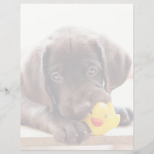 Papier Animaux de bébés cutest Chocolat Labrador Puppy