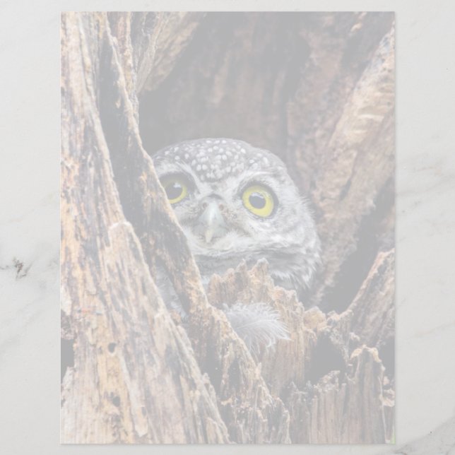 Papier Animaux de bébés cutest | Chouette tachetée (Devant)