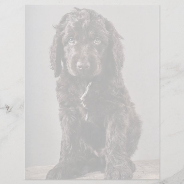 Papier Animaux de bébés cutest | Cockapoo Puppy (Devant)
