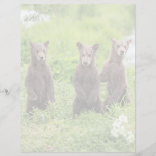 Papier Animaux de bébés cutest Cubes d'ours Brown Kamch