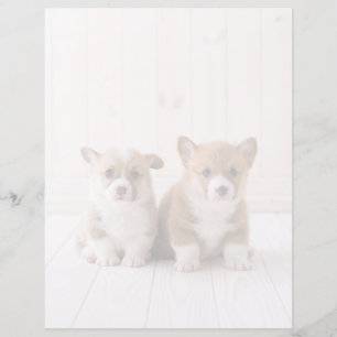 Papier Animaux de bébés cutest   Deux Bébés Corgis assis