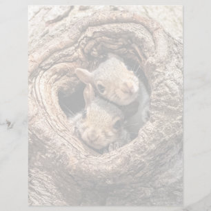 Papier Animaux de bébés cutest   Deux jeunes écureuils