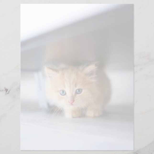 Papier Animaux de bébés cutest | Fluffy Orange Kitten (Devant)