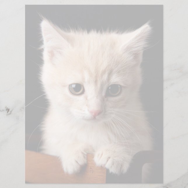 Papier Animaux de bébés cutest | Ginger Kitten (Devant)