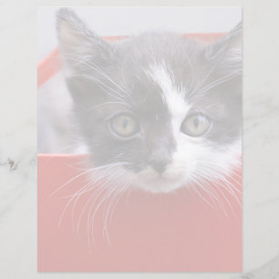 Papier Animaux de bébés cutest Kitten noir et blanc
