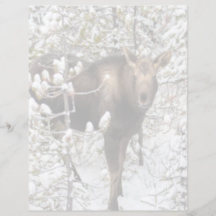 Papier Animaux de bébés cutest Moose Calf
