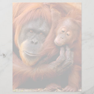 Papier Animaux de bébés cutest   Orangutan Maman & Baby