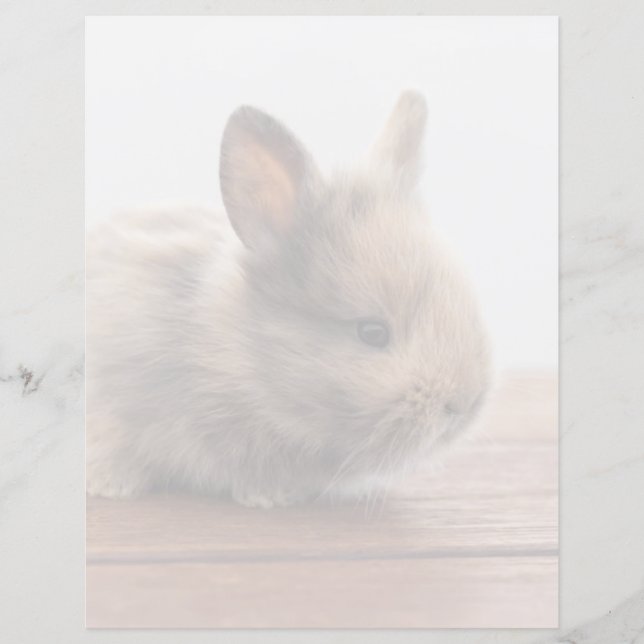 Papier Animaux de bébés cutest | Petit lapin bébé (Devant)