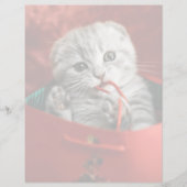 Papier Animaux de bébés cutest | Scottish Fold Kitten (Devant)