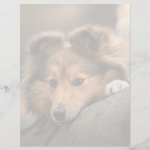 Papier Animaux de bébés cutest Shetland Sheepdog Puppy