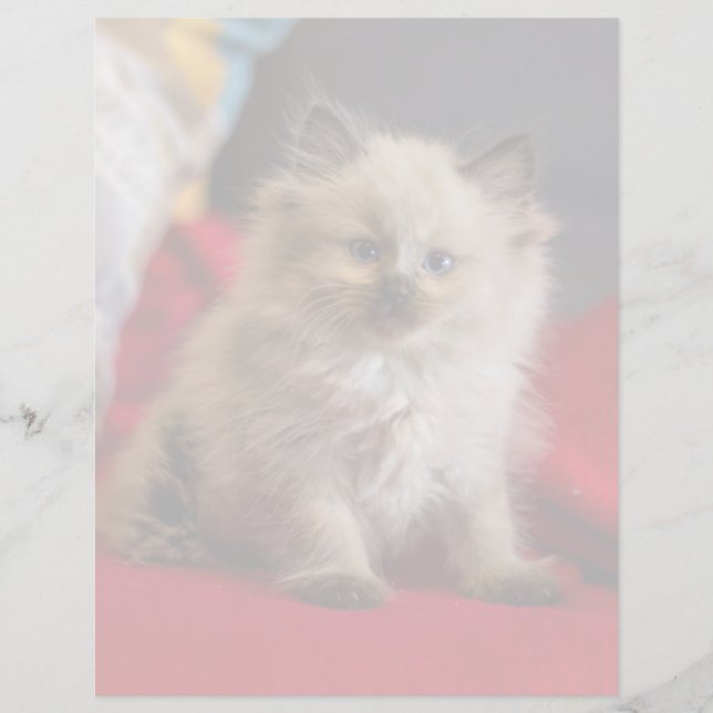 Papier Animaux de bébés cutest | Siamese Kitten (Devant)