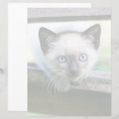Papier Animaux de bébés cutest | Siamese Kitten (Devant / Derrière)