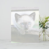 Papier Animaux de bébés cutest | Siamese Kitten (Debout devant)