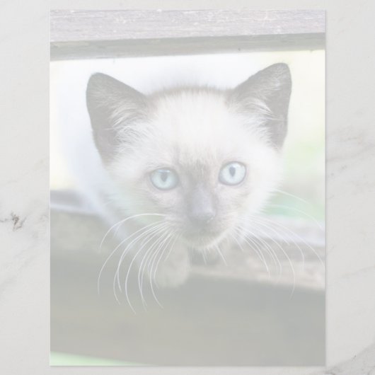 Papier Animaux de bébés cutest | Siamese Kitten (Devant)