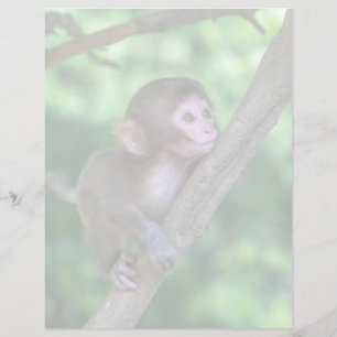 Papier Animaux de bébés cutest   Singe bébé