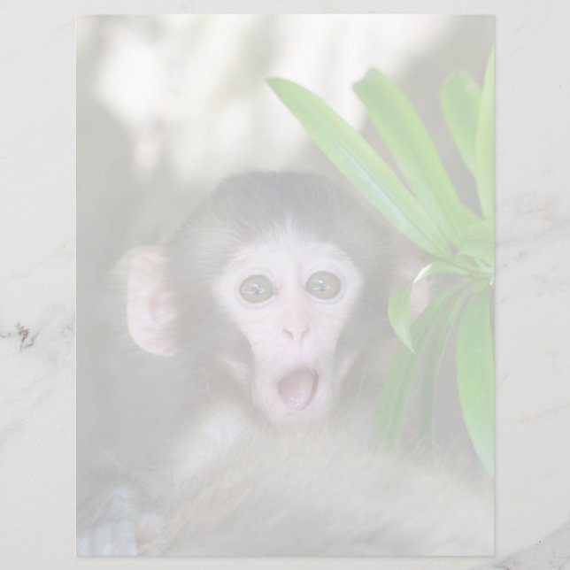 Papier Animaux de bébés cutest | Singe des neiges surpris (Devant)