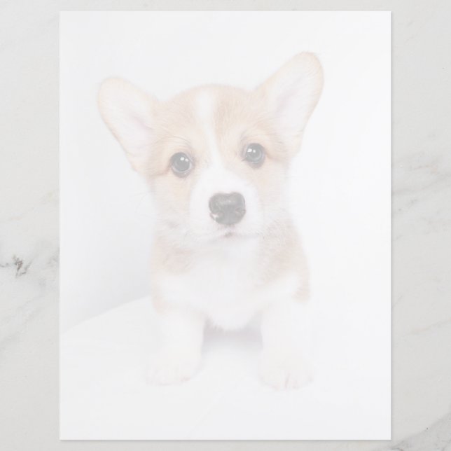 Papier Animaux de bébés cutest | Tiny Corgi (Devant)