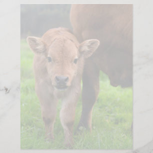 Papier Animaux de bébés cutest Vache et veau