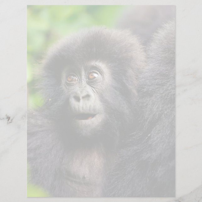 Papier Animaux de bébés cutest | Young Mountain Gorilla (Devant)
