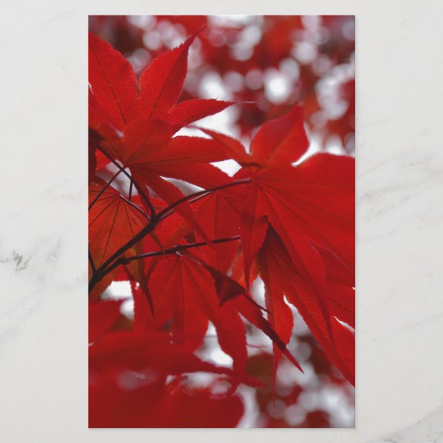 Papier Arbre à érable japonais (Devant)