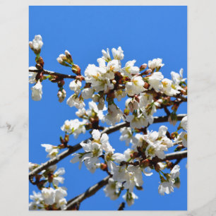 Papier Arbre de printemps blanc fleuri blanc