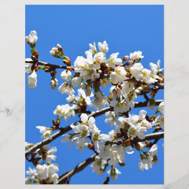 Papier Arbre de printemps blanc fleuri blanc (Devant)