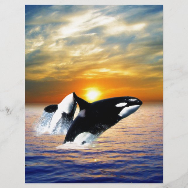 Papier Baleines au coucher du soleil (Devant)