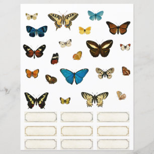 Papier Balises Papillons et spécimens Éléments scrapbooki